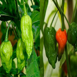 SBJEI-FRESH NAGA GREEN HOT CHILLI